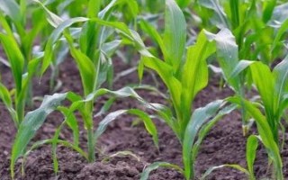 新丹7号玉米种子特征特性，注意种植密度不宜太大