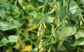黔豆10号大豆种子特点，一般4月中下旬至5月上旬播种