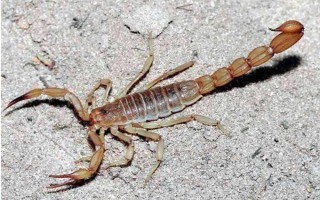 蝎子怎样饲养，可以池养也可以箱养