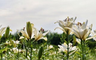 11月种百合春节能开花吗，春节不可开花至少要养殖3个月以上