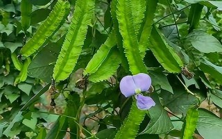 四棱豆的常见品种，有早熟翼豆833、83871等