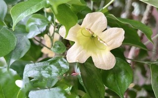 幸福树开花的寓意，寓意着吉祥如意