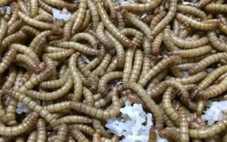 黄粉虫的养殖技术,要选择合适的种苗