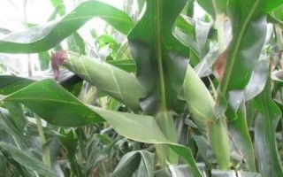 沃玉209玉米种子特点,中抗小斑病