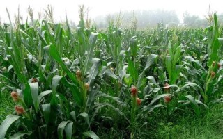 吉兴688玉米品种简介，高抗黑粉病