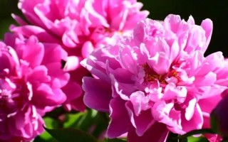 芍药是牡丹吗，二者是完全不同的植物