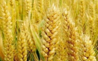 西农261小麦种子特征特性,注意防治病虫害
