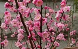 开花很香的树有哪些，这5种在生活中非常常见