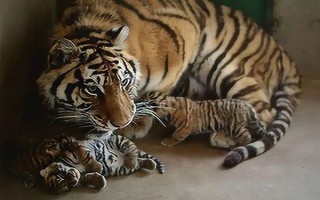 老虎的繁殖期，一般是11月份至翌年2月份左右