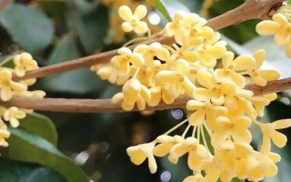 哪些桂花品种不可食用，不带毒性均可食用