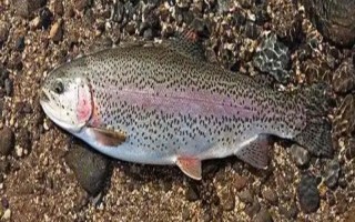 虹鳟鱼的价格，一斤需要20-30元左右