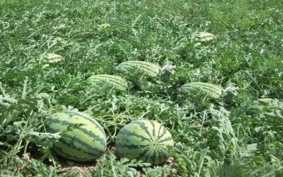 种西瓜喷醋的时间，西瓜幼苗长出一两片真叶时喷第一次