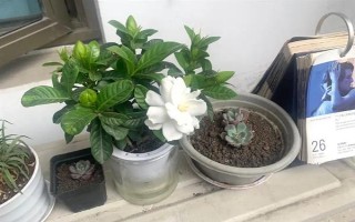 栀子花的水养方法,每隔2-3天换一次水