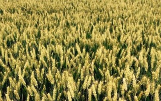 陇春36号小麦品种的特性,3月上中旬播种