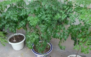 让幸福树安全过冬的方法，可将室温保持在10℃左右