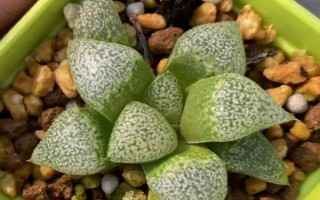 多肉受冻化水如何处理，剪除受冻部位并涂抹多菌灵、再转移到适宜环境中