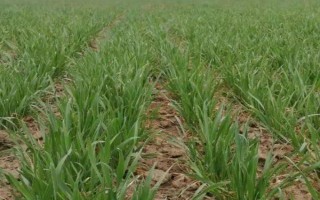 小麦出芽需多少积温，从播种至发芽出苗需要0℃以上的积温120℃