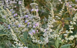农村常见的盆栽植物，常见的有石榴、枸杞、黄荆等