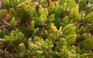 枝干番杏的花期是什么时候,花期是在3-5月