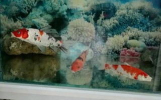 锦鲤趴缸如何处理,静养后可尝试升温充氧