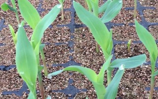 西农211玉米种子简介，中抗茎腐病