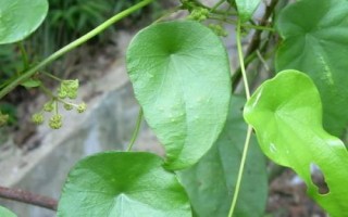 千金藤的分布，以野生为主