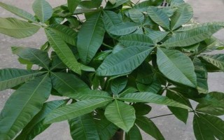 发财树缺肥有哪些症状，会出现枝叶枯黄和新生枝条细弱的症状