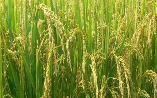 内优5002水稻品种简介，平均全生育期163天