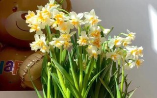 水培水仙的花语是什么，寓意纯洁、思念等