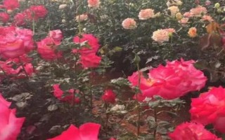 冬季养护玫瑰花的方法,确保当前环境的温度达到10℃以上