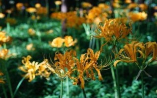 忽地笑种植技术，在园林中可做林下地被花卉