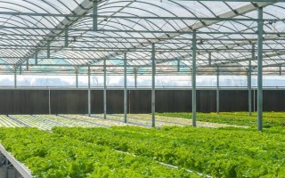 在智慧农业大棚内种植要注意什么,需按照北高南低的原则种植蔬菜
