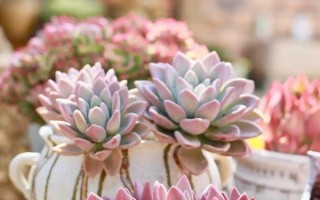 多肉的生长速度，大部分品种都能快速生长