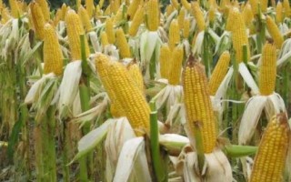 东农297玉米品种的特性,选择中上等肥力地块