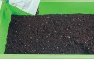 儿菜的种植技术，可以适当提早播种时间