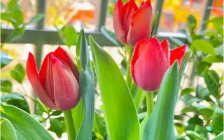 郁金香茎短花小的原因，可能是品种退化或受到遗传基因的影响