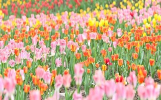 郁金香有什么花语，代表爱的宣言、高贵的爱、珍贵友谊