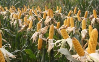 晋甜糯1号玉米品种的特性,适宜播期4月下旬至6月中旬