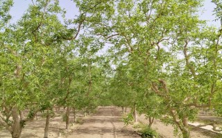 枣树的种植技术,一般分为春栽和秋栽