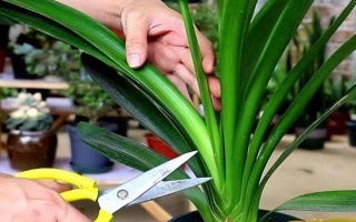 君子兰剪头后何时长新叶，通常需一年左右