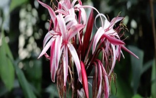 文殊兰与香殊兰有什么区别，叶片、花朵、果实均不同