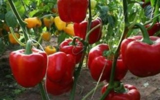 甜椒怎么种才能高产，种植前需晒种