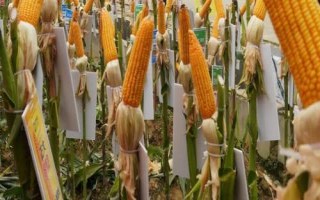 适合山西地区种植的高产玉米品种，推荐这6款