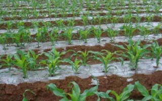 湘农甜玉4号玉米品种简介，中抗茎腐病