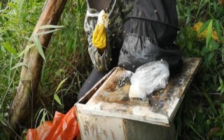 野生蜜蜂的捕捉方法,将蜂蜡涂抹在蜂箱中可起到引诱效果