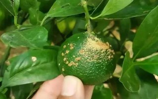 柑橘病虫害防治办法，常见的有疮痂病、溃疡病等