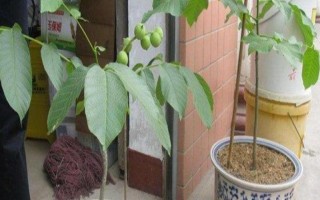 核桃树叶片枯黄如何处理，可采取补铁、松土、修剪等措施