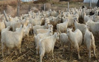 冬季养羊有哪些注意事项，要注意防寒保暖