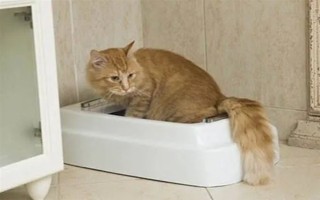 公猫绝育后乱拉乱尿的原因，可能是激素影响或应激影响