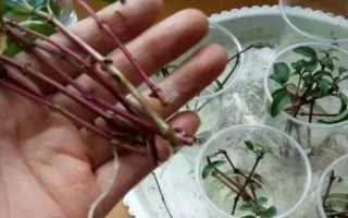 倒挂金钟怎么扦插，对枝条消毒后再插入沙中并覆膜